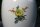 Meissen Terrine rechteckig im Dekor "Blume 2" mit Goldapplikationen und Goldrand 2.Wahl