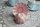 Herend Ungarn Herend Deckeldose mit aufgesetzten Hasen und Blumen