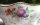 Wunderschöne Meissen Deckeldose mit "Blumen und Obstmalerei" mit Goldstaffage 1.Wahl