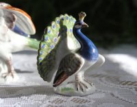 Pfau mit aufgestellten Federn 2